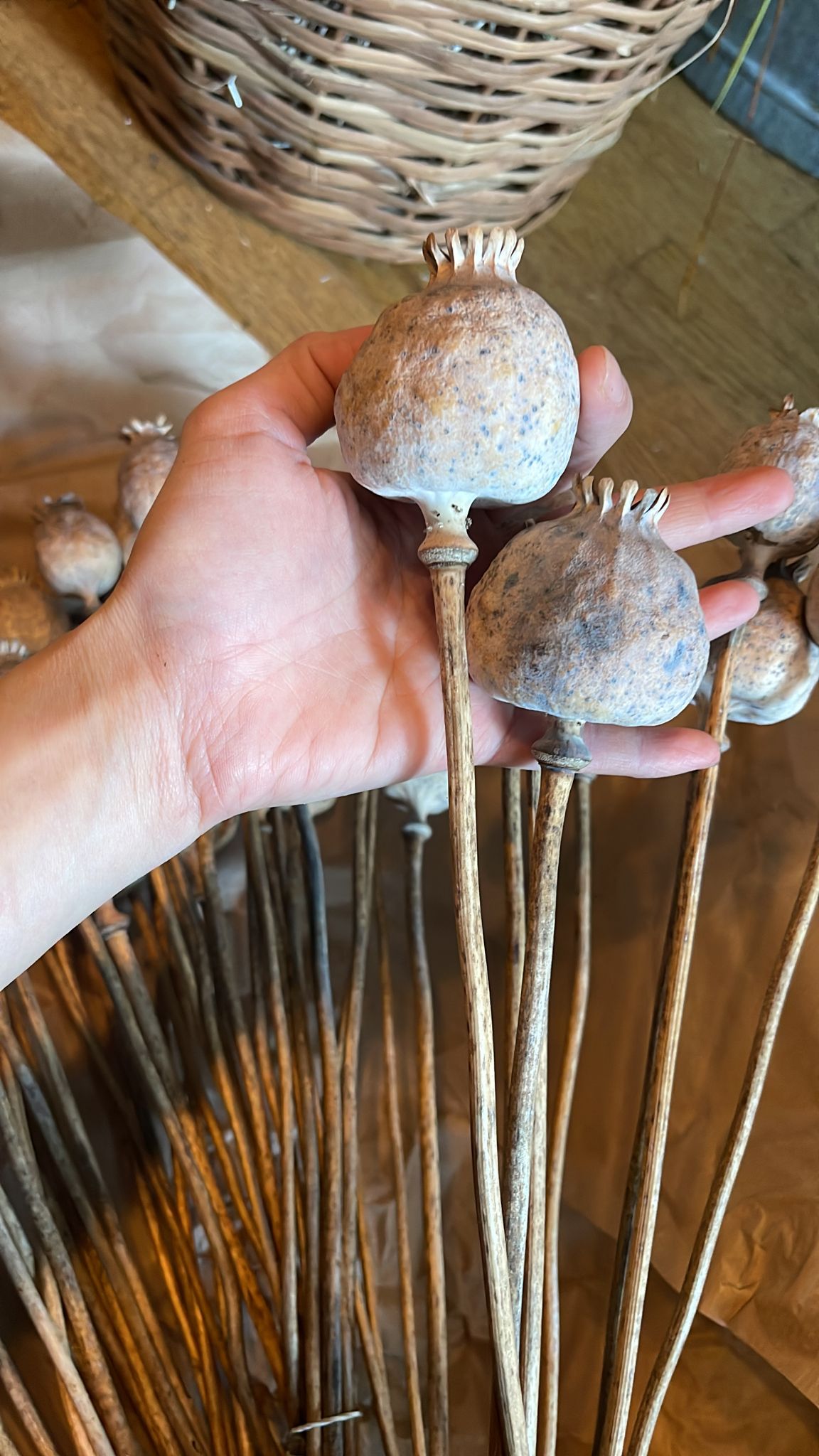 XL size Giant papaver for decoration, dried flower home decoration rustique 10 branches per bunch