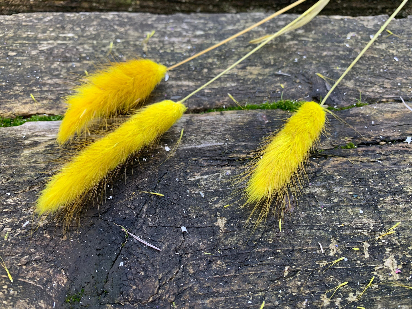 Bouquet queue de lapin jaune, mini pampas, lagurus seche