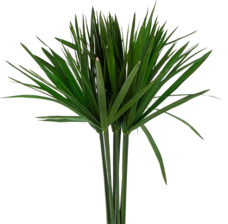 Green papyrus preserved, wall decoration art, preserved foliage, preserved leave