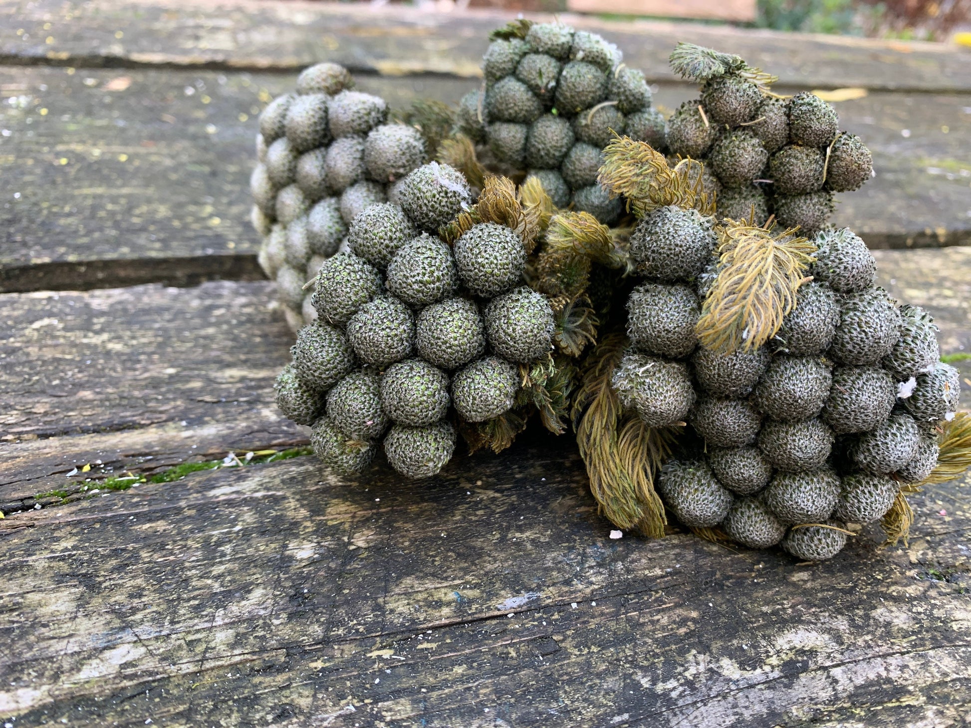 Brunia albiforma greeny natural color bunch