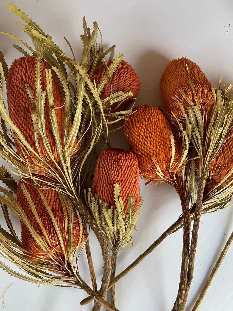 Banksia orange vif séchée, fleur exotique australienne, décoration intérieure