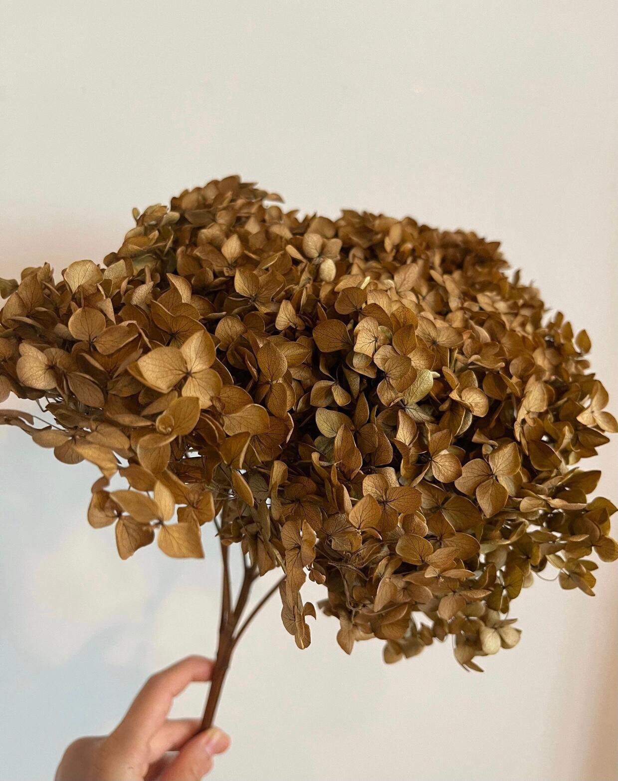 Preserved hydrangea mocha, brown color, DYI resin, home decoration dimension 20-22cm home deco, decoration de mariage