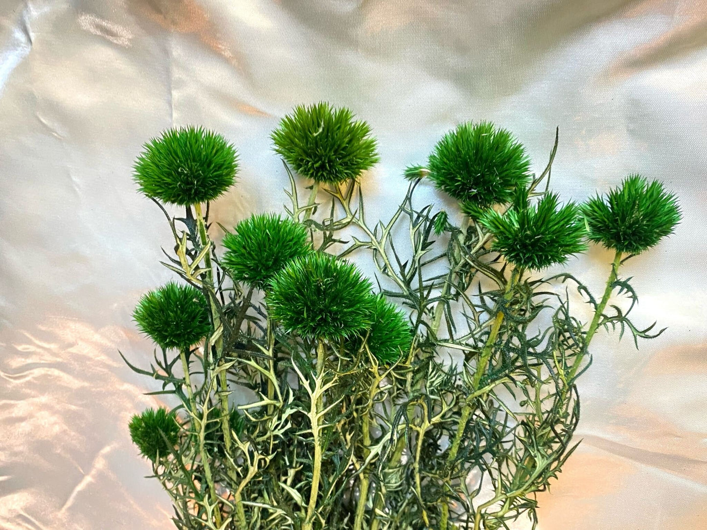 Preserved green Thistle 10 stems per bunch- home decoration