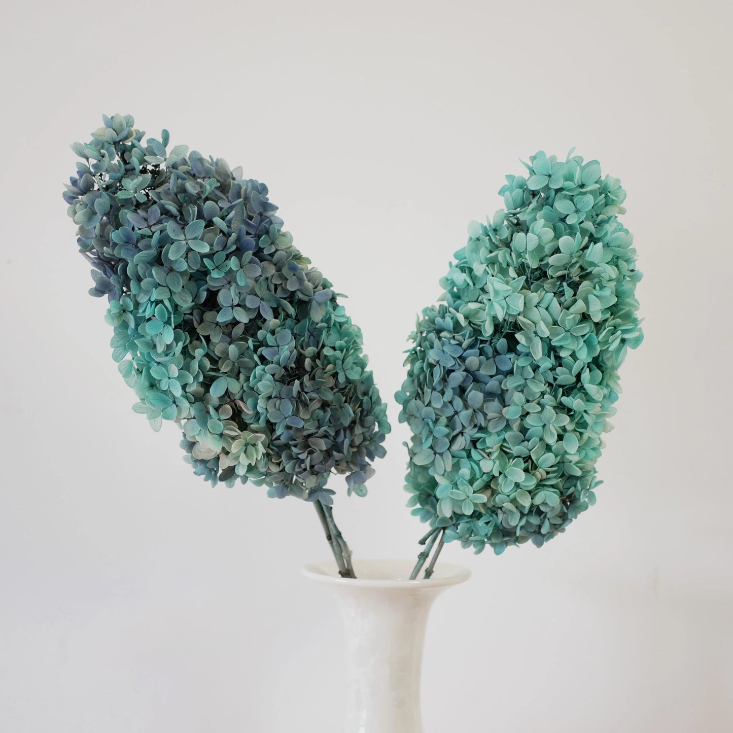 Preserved tower paniculata hydrangea Tiffany grey blue, bicolored D18-20cm, hortensia, decoration de mariage