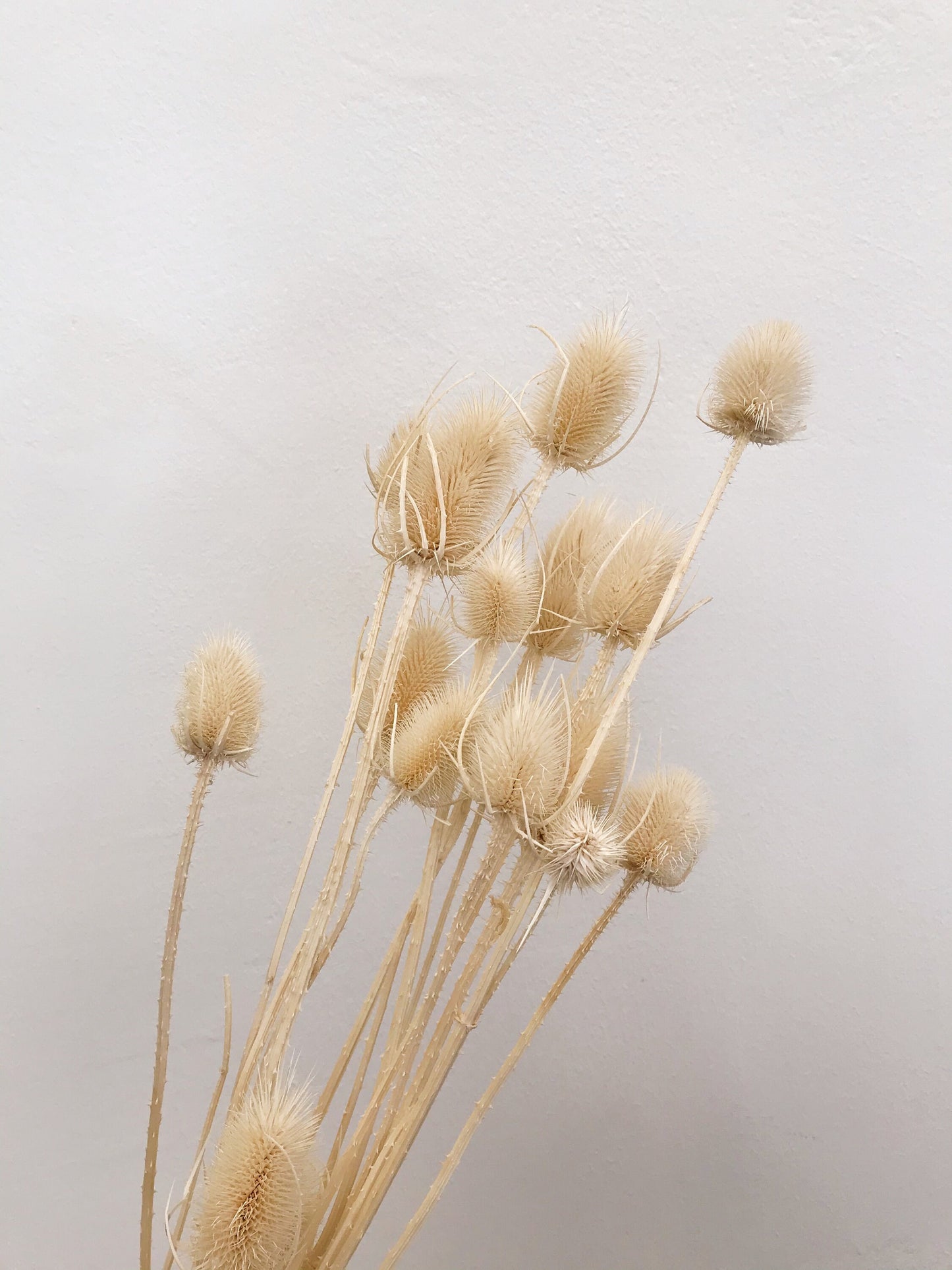 Chardon séché dried flower, creamy bouquet