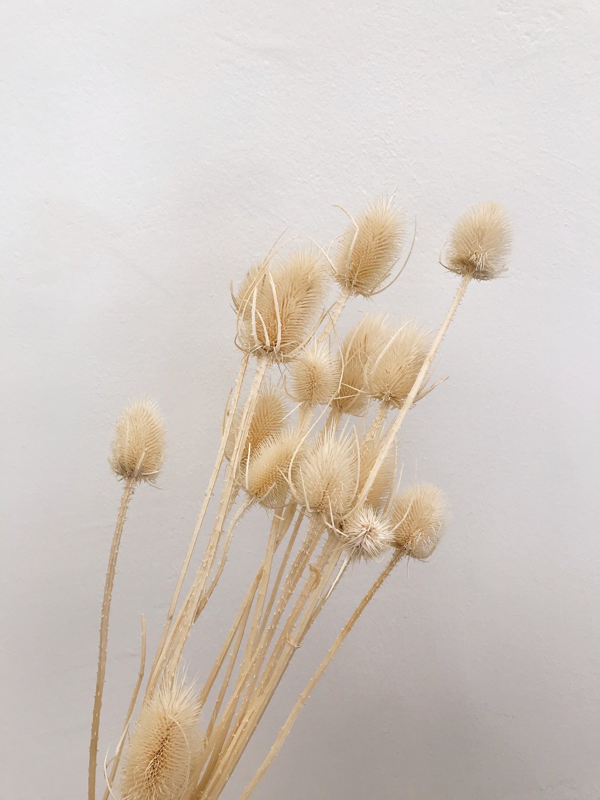 Chardon séché dried flower, creamy bouquet