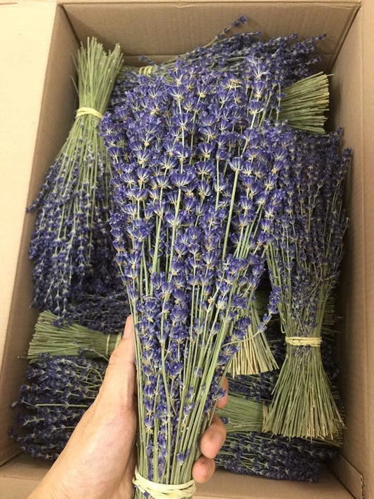 True lavender bunch from Provence, lavande super bleu, french lavender,