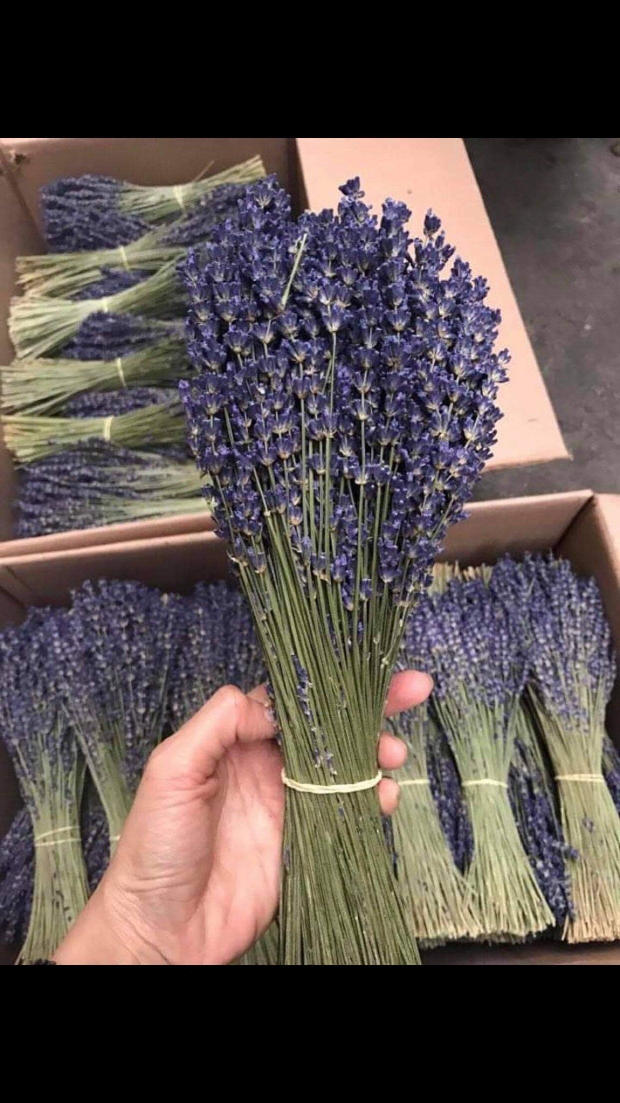 True lavender bunch from Provence, lavande super bleu, french lavender,