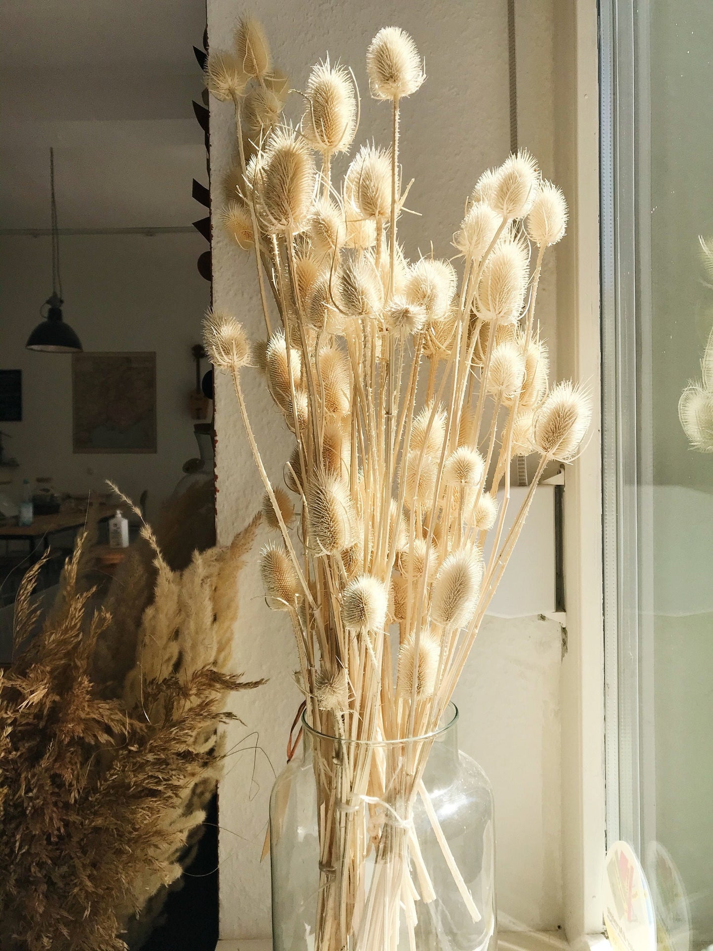 Chardon séché dried flower, creamy bouquet