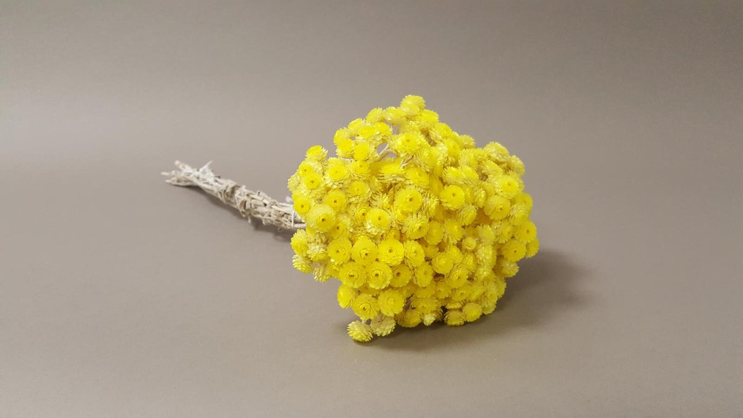 Bouquet Immortelle , immortelle de corse, immortelle du var helychrisium, Occitance yellow flower