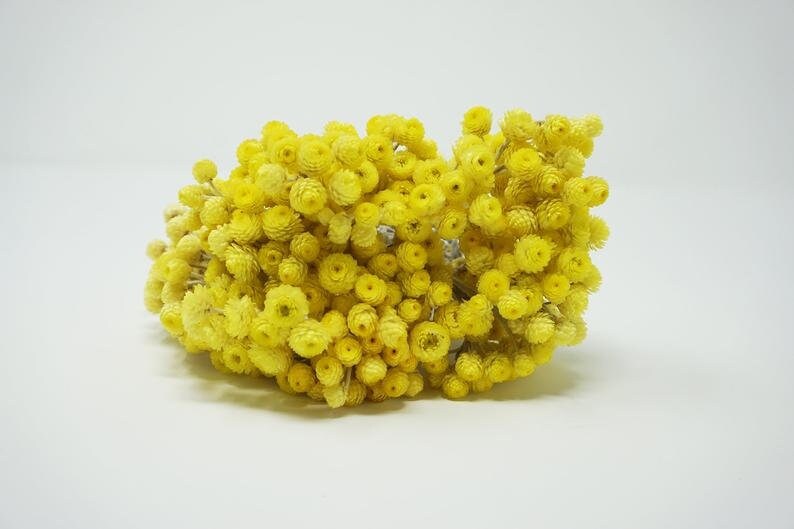 Bouquet Immortelle , immortelle de corse, immortelle du var helychrisium, Occitance yellow flower