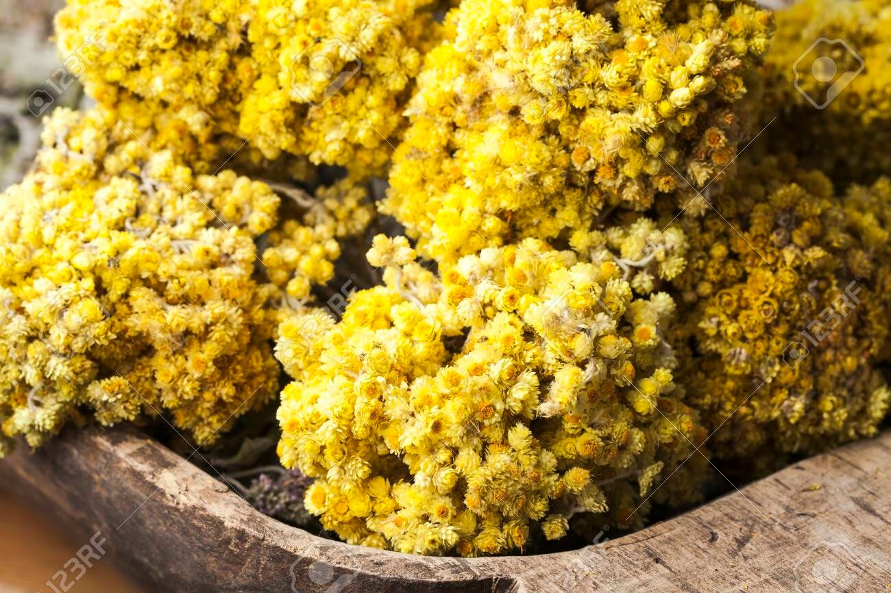 Bouquet Immortelle , immortelle de corse, immortelle du var helychrisium, Occitance yellow flower