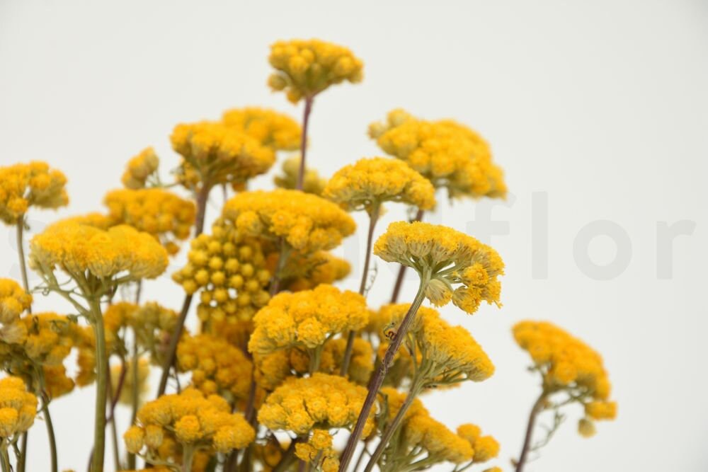 Lona seché couleur jaune naturel 100g bunch, dried flower