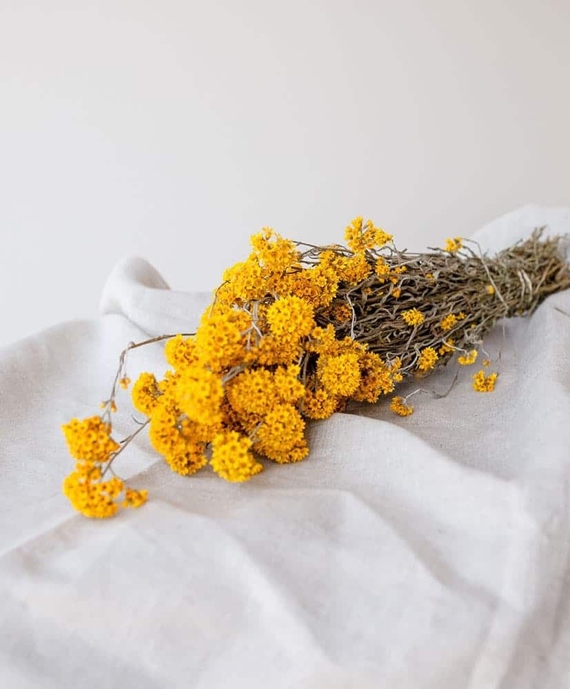 Sanfordi yellow, golden cluster bunch, dried flower decoration