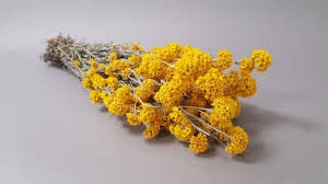 Sanfordi yellow, golden cluster bunch, dried flower decoration