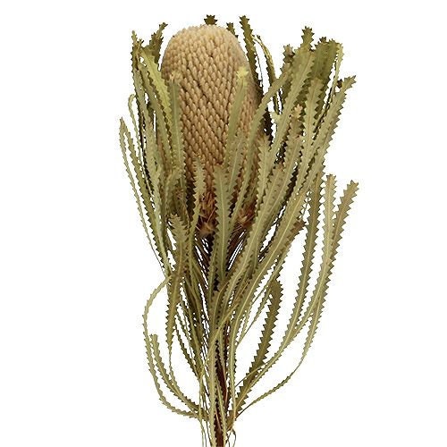 1 x Banskia stem