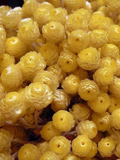 Bouquet Immortelle , immortelle de corse, immortelle du var helychrisium, Occitance yellow flower