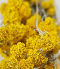 Sanfordi yellow, golden cluster bunch, dried flower decoration