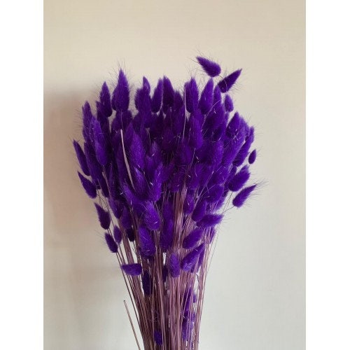 Dried mini pampas; lagurus ovatus, queue de lapin purple, dark violet