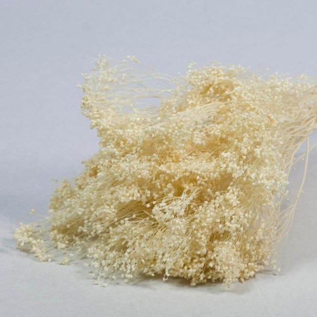 Broom groom bleached beige color 100g bunch, baby breath dried bunch