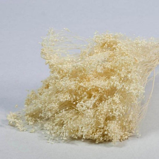 Broom groom bleached beige color 100g bunch, baby breath dried bunch
