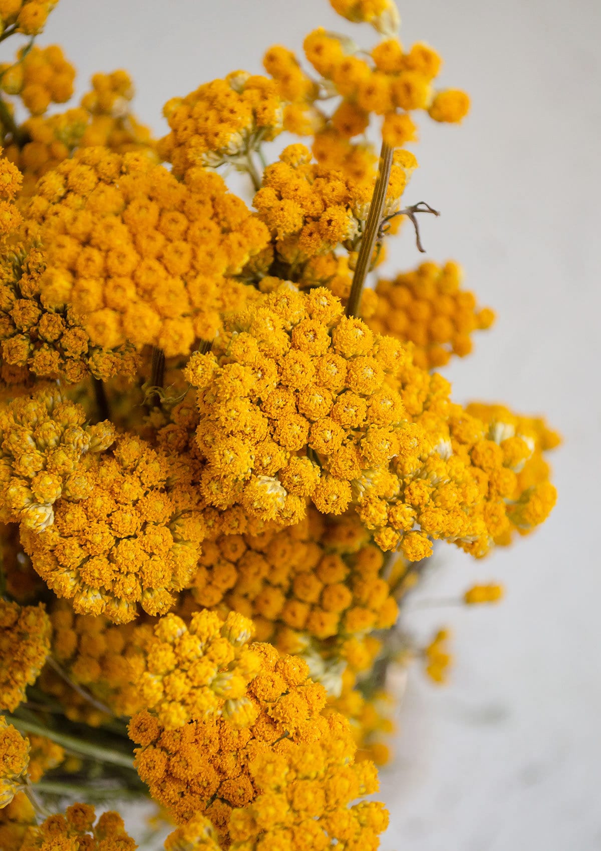 Lona seché couleur jaune naturel 100g bunch, dried flower