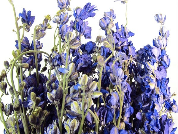 Delphium laskpur lilas bunch, violet bunch 100g, dried flower, composition floral