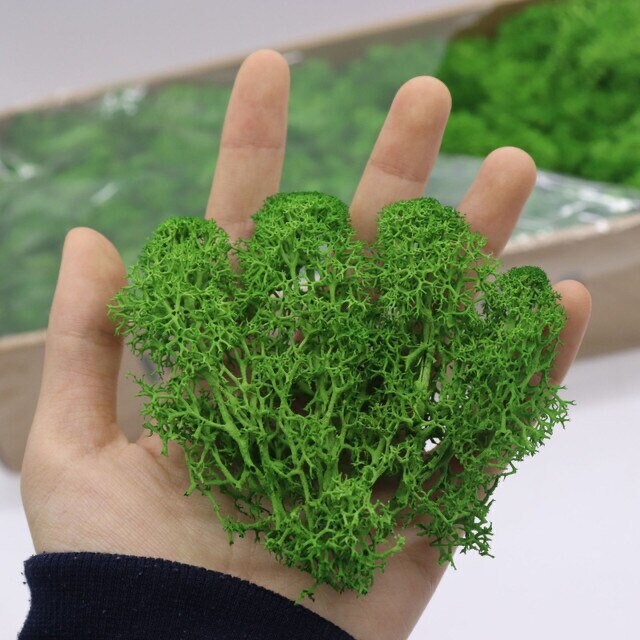 Spring Green Preserved Reindeer Moss, mosse stabilise, wall decoration, wall hanging tool, interior decoration