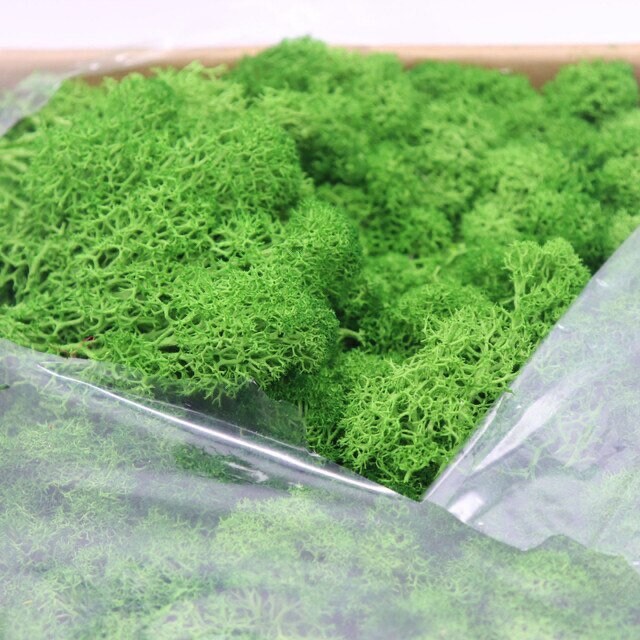 Spring Green Preserved Reindeer Moss, mosse stabilise, wall decoration, wall hanging tool, interior decoration
