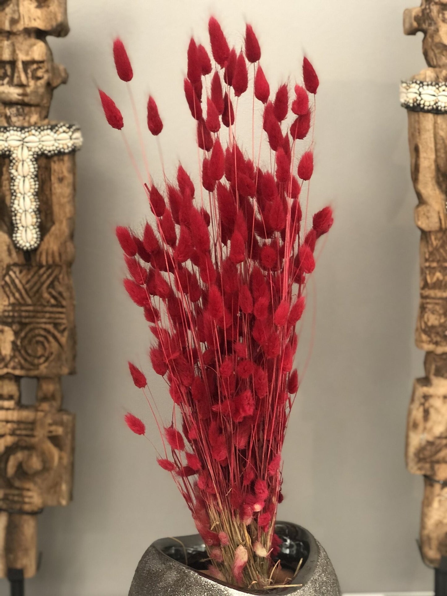 Lagurus hot red bunch, queue de lapin, bunny tail grass