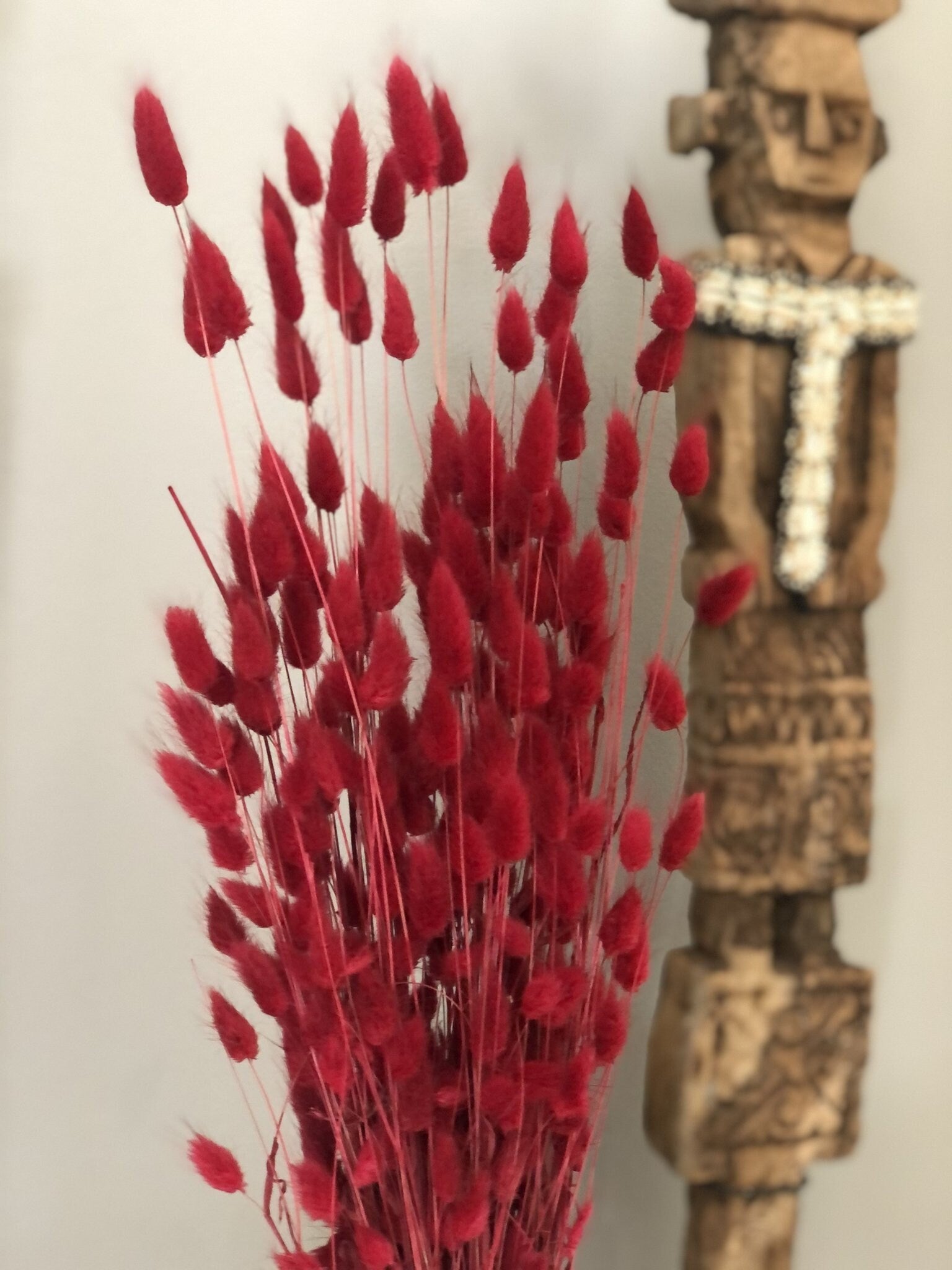 Lagurus hot red bunch, queue de lapin, bunny tail grass