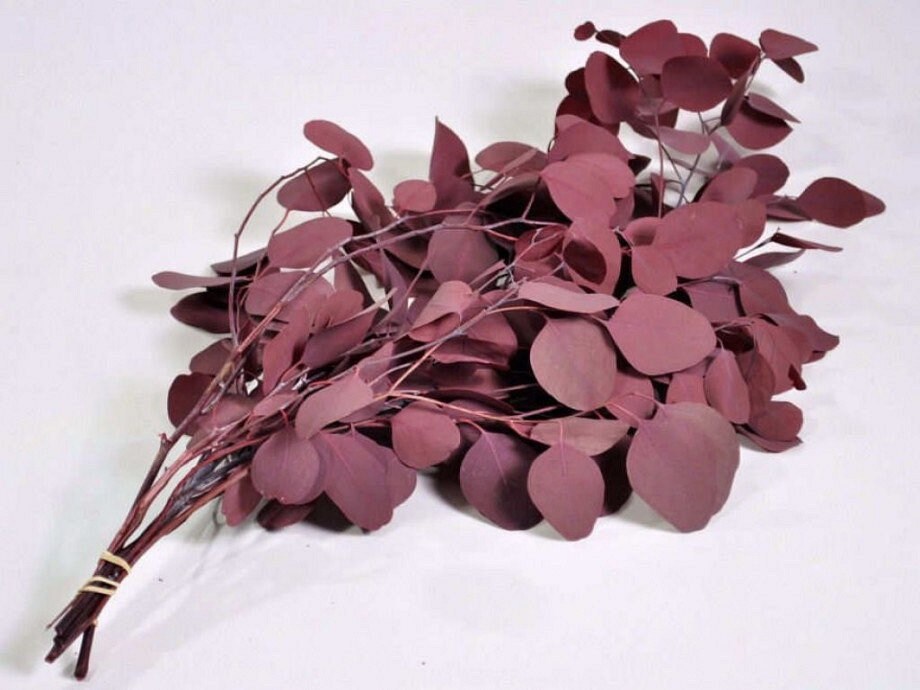Preserved eucalytus populus burgundy 100-120g/bunch