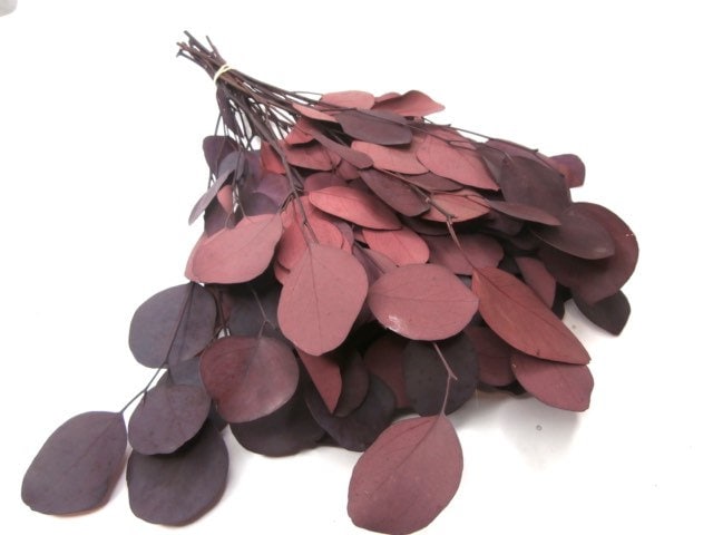 Preserved eucalytus populus burgundy 100-120g/bunch