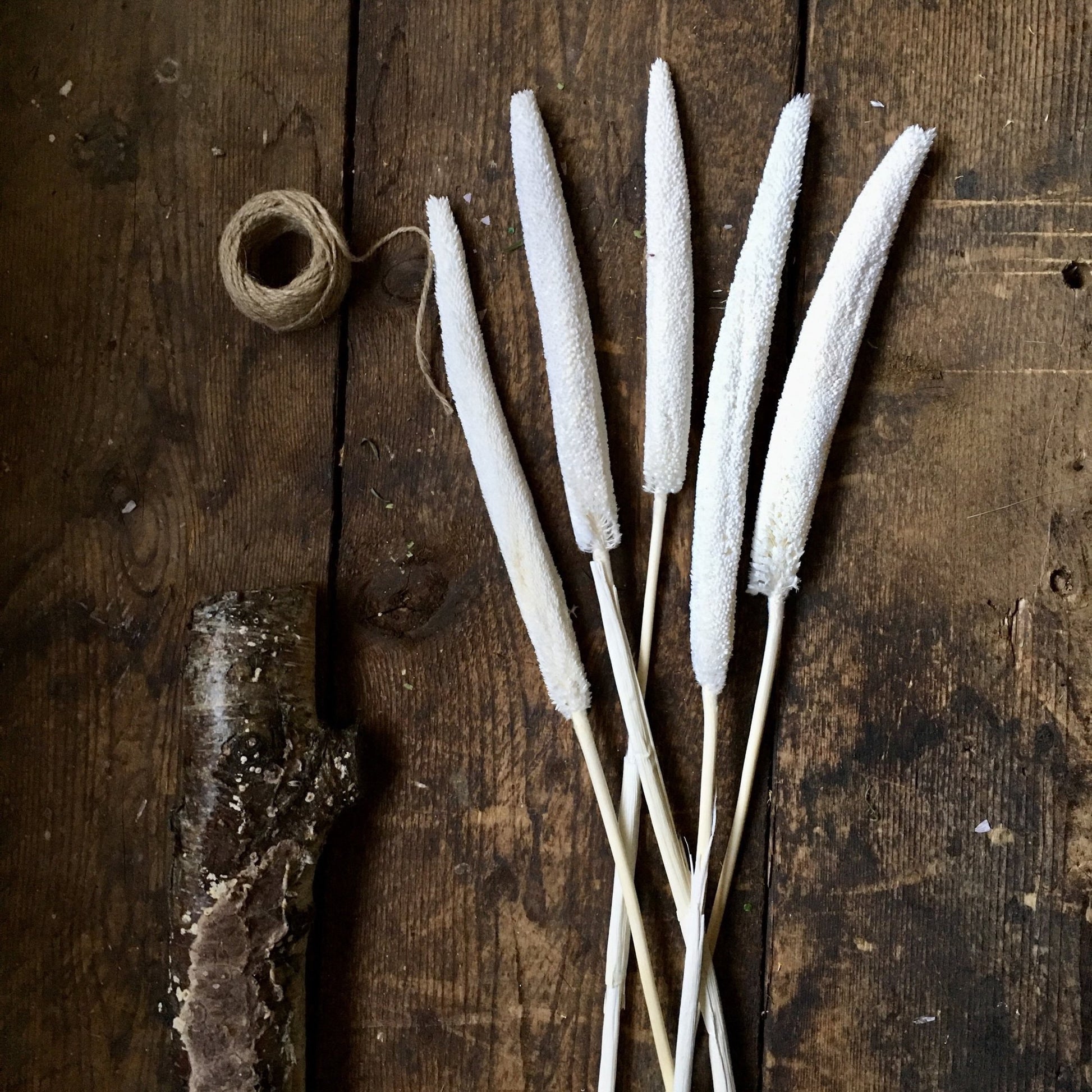 x8 stem bunch Dried Babala, white bouquet