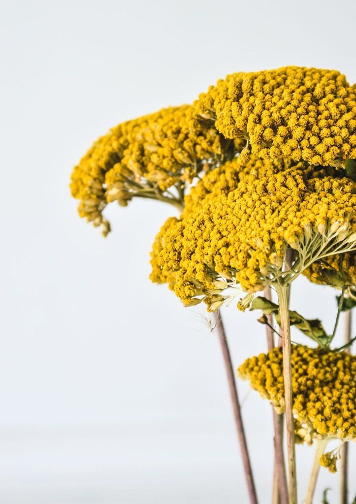 Beautiful dried achillea, yarrow bunch 100g