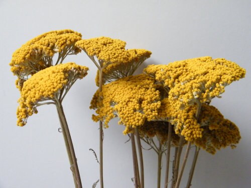 Beautiful dried achillea, yarrow bunch 100g