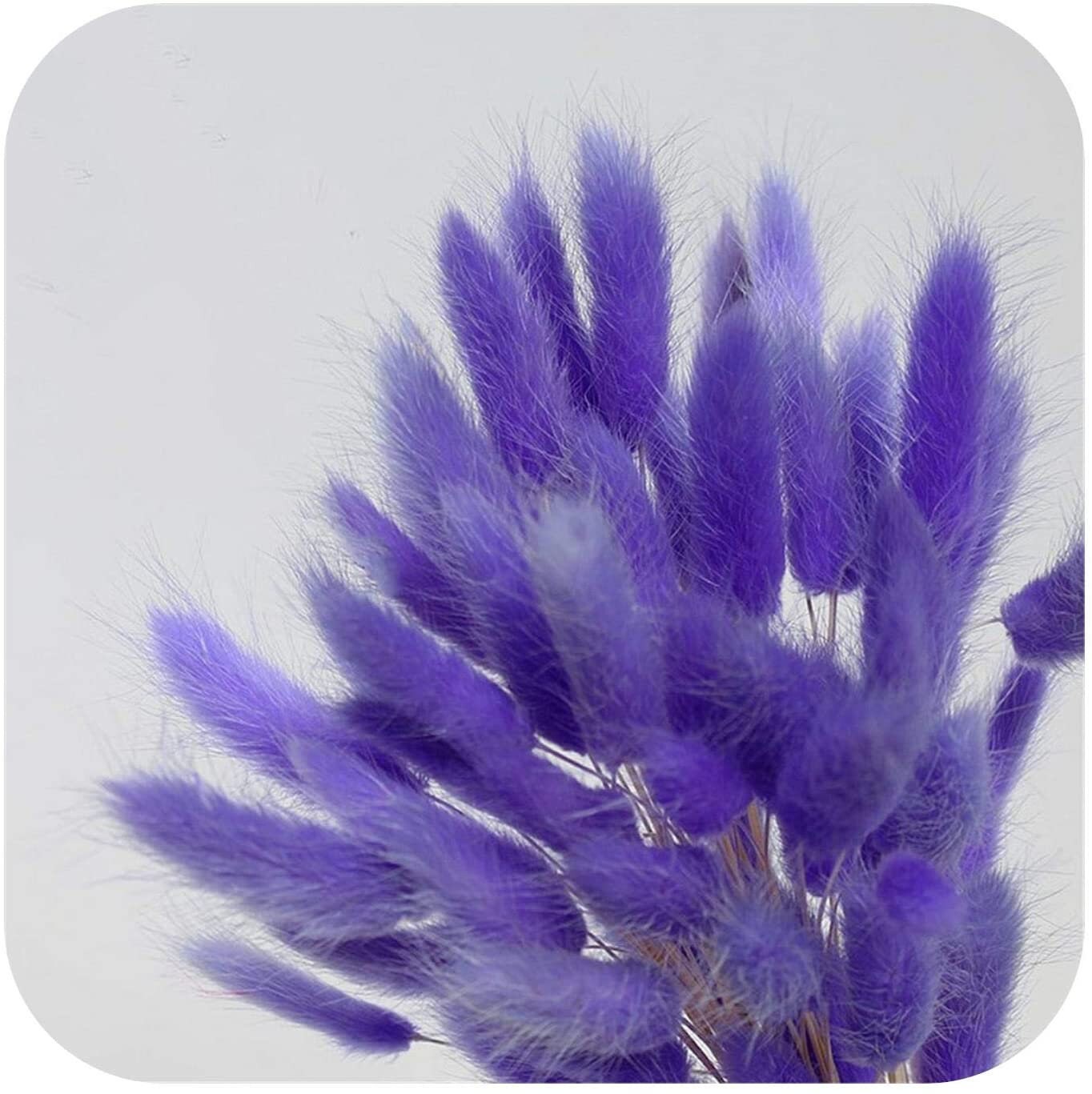 Lagurus ovatus violet, rabbit taille, queue de lapin, mini pampas dried bunch