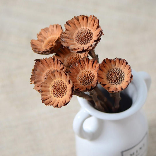 x6 stems bunch dried potea, South africain pods, exotic dried flower