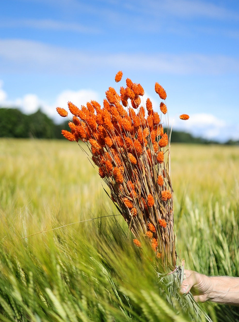 Dried Phalaris orange/terracota 100-120g, decoration, dried flower home decoration 60cm 100g per bunch