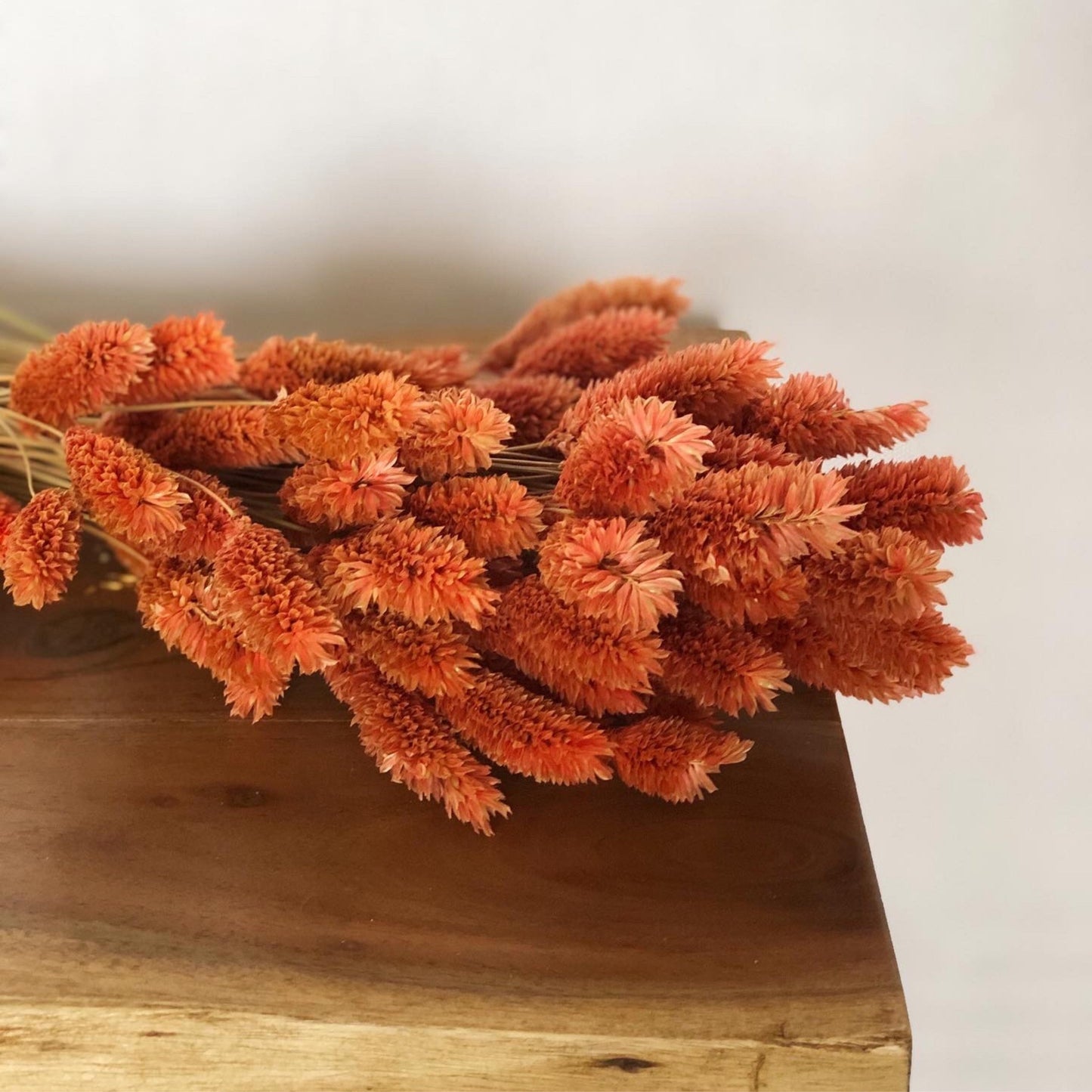 Dried Phalaris orange/terracota 100-120g, decoration, dried flower home decoration 60cm 100g per bunch