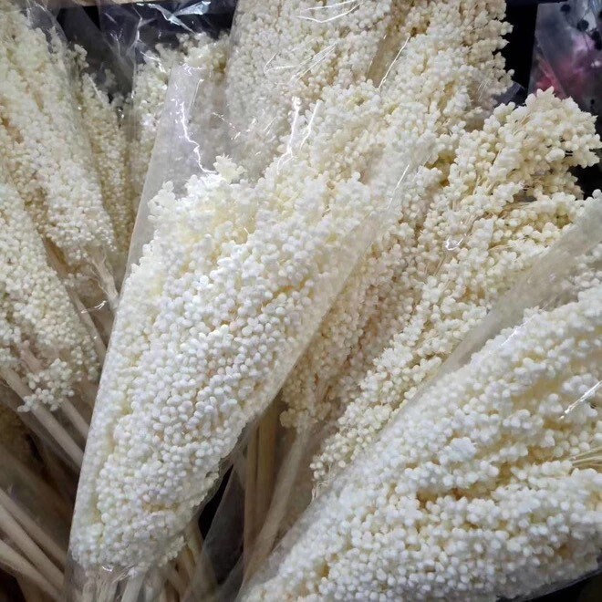 Sorghum dried gras, great millet bleached, ivory color