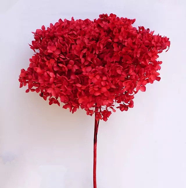 Preserved hydrangea Red color, horstensia preservé, stabilisé, diametre 20cm