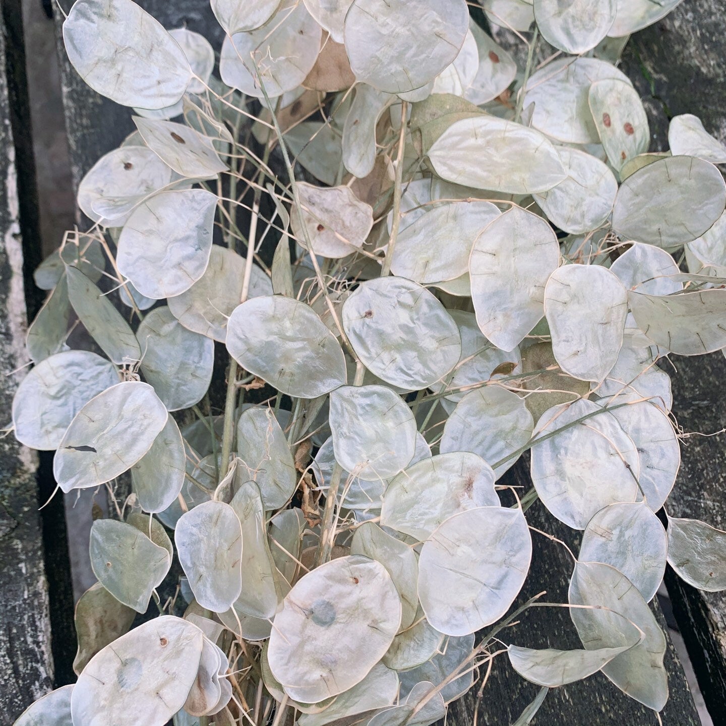 New harvest 2021: Dried natural Lunaria silver dollar long bunch, monnaie du pape, honesty H80cm