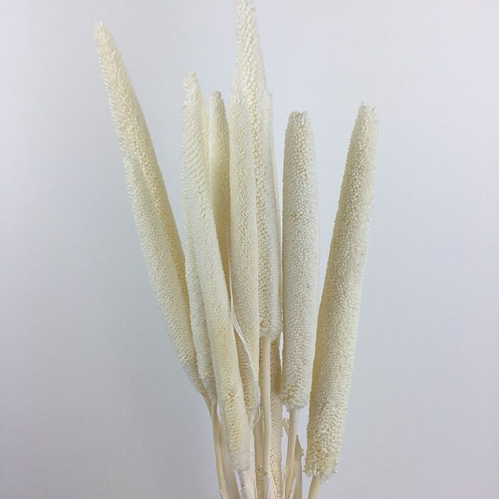 x8 stem bunch Dried Babala, white bouquet
