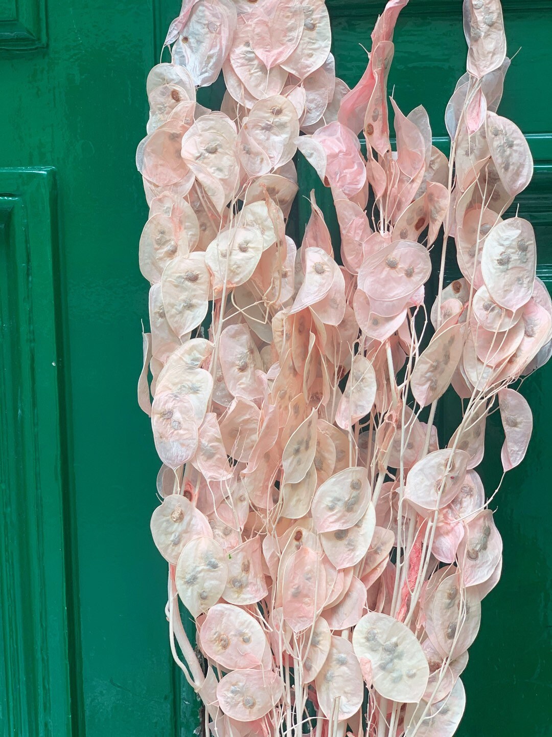 Preserved lunaria pink pastel, lunaria stabilise, monnaie du pape, honesty 70-90cm