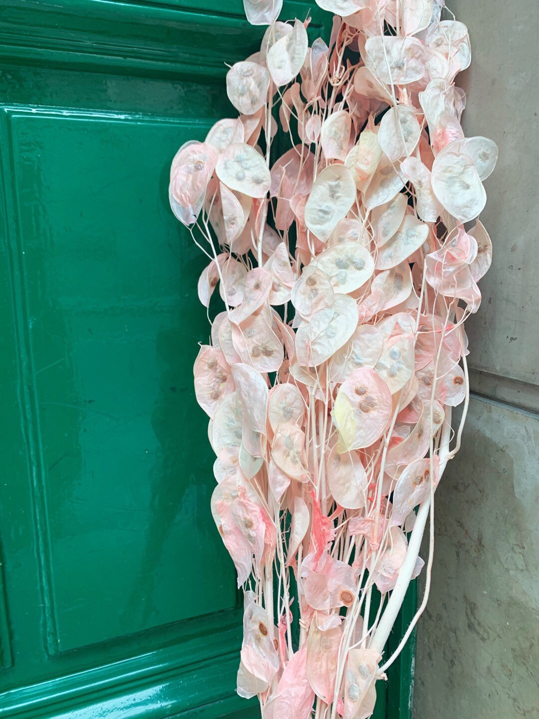 Preserved lunaria pink pastel, lunaria stabilise, monnaie du pape, honesty 70-90cm