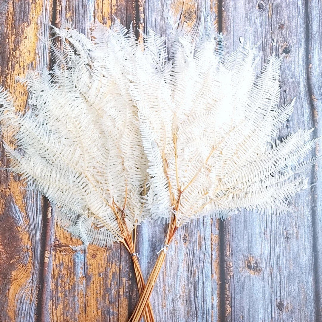 x10 stem bunch preserved moutain fern bleached, white bouquet, wall decoration, wall moss, DYI project