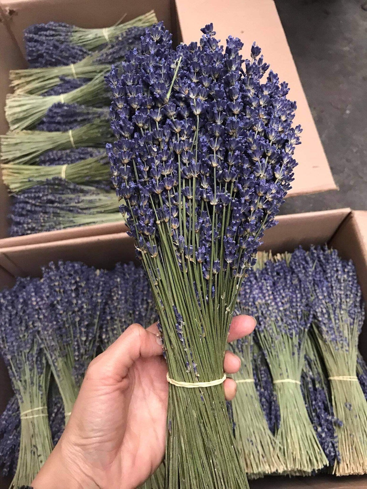Wholesales Case of Provencial French true lavender, lavendula super blue from South of France