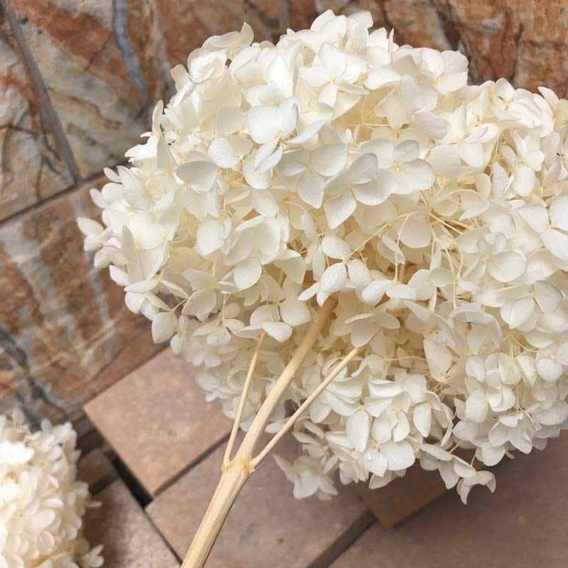 Creamy white Preserved anna hydrangea Diamter 20-22cm, hortensia, bridalflower, preserved white/bleached