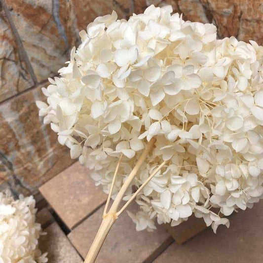 Creamy white Preserved anna hydrangea Diamter 20-22cm, hortensia, bridalflower, preserved white/bleached